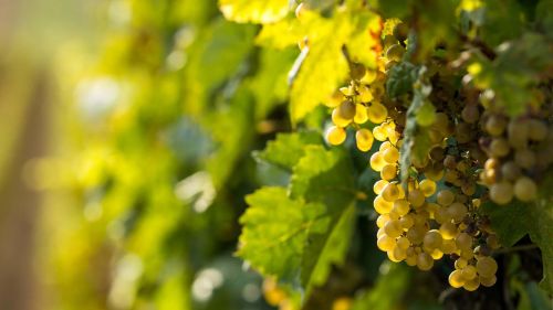 Grapes used to make Wild Idol non alcoholic wine