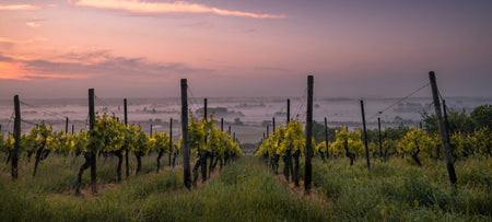 Famed winemaking region in southwest Germany